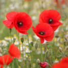 Remembrance Day Ceremony today